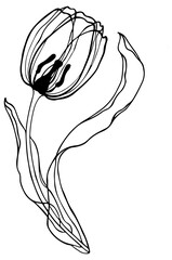 Black lline tulips single element of big collection. Line art hand drawn flowers. Black line tulips isolated on transparent background. Floral black and white illustration.