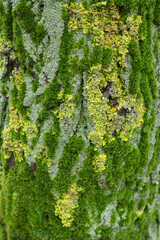 Lush and colorful moss and lichen covering tree bark