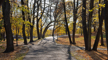 autumn park, photo of autumn trees in the park