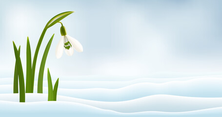 Snowdrop flowers in the snow realistic vector illustration