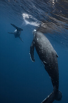 Whale and calf swimming away