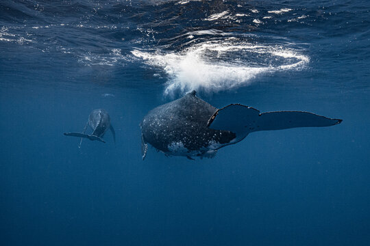 Whale and calf swimming away