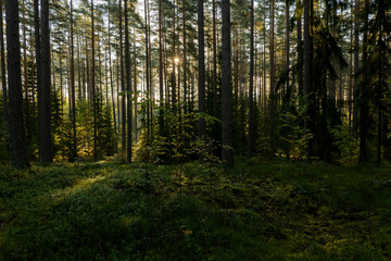 Fototapeta na wymiar Forest landscape in sunrise. Forest therapy and stress relief.