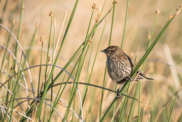 Female red-winged blackbird sitting on reed at Vermillion lakes, Canadian Rocky Mountains, Banff, Alberta, Canada