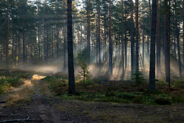Forest landscape in sunrise. Forest therapy and stress relief.