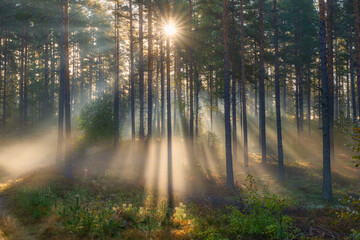 Obraz premium Forest landscape in sunrise. Forest therapy and stress relief.