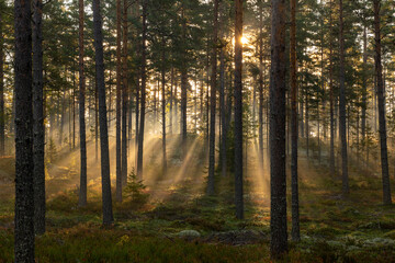 Forest landscape in sunrise. Forest therapy and stress relief. - 574605380