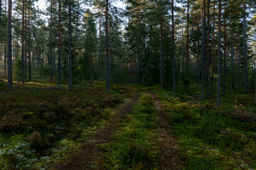 Fototapeta na wymiar Forest landscape in sunrise. Forest therapy and stress relief.