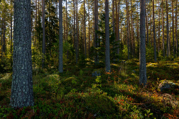 Forest landscape in sunrise. Forest therapy and stress relief.