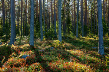 Forest landscape in sunrise. Forest therapy and stress relief.