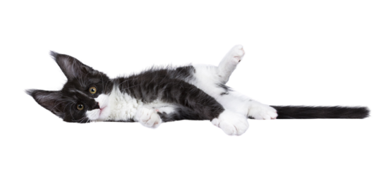 Maine Coon cat kitten on trasnparent background