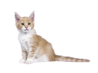 Creme with white Maine Coon cat kitten with moustache sitting up side ways. Looking beside camera. Isolated cutout on a transparent background.
