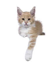 Obraz premium Creme with white Maine Coon cat kitten with moustache laying down facing front with paw hanging over edge. Looking straight to camera. Isolated cutout on a transparent background.