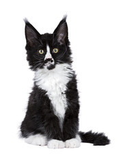 Black and white Maine Coon cat kitten with moustache sitting up facing front. Looking straight to camera. Isolated cutout on a transparent background.
