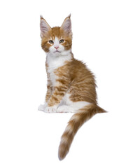 Red and white Maine Coon cat kitten sitting side ways on edge with tail hanging down. Looking straght to camera. Isolated cutout on a transparent background.