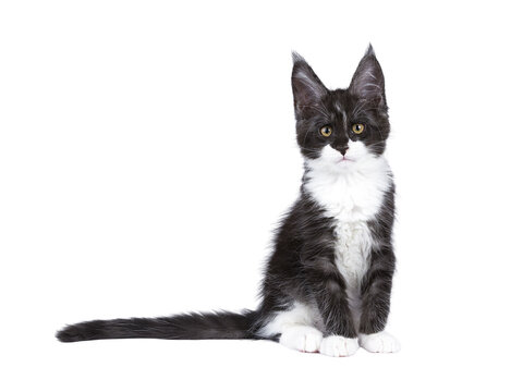 Funny black smoke with white Maine Coon cat kitten, sitting up side way. Looking towards camera. Isolated on a transparent background.