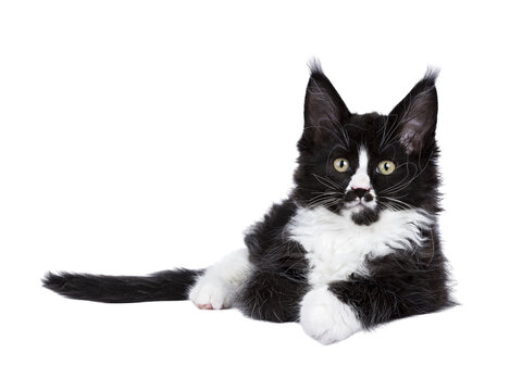 Black and white Maine Coon cat kitten with moustache laying down facing front. Looking straight to camera. Isolated cutout on a transparent background.
