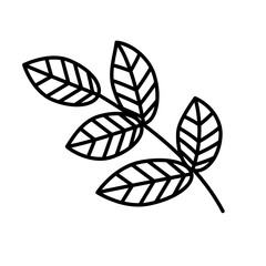 Hand drawn sketch leaf isolated on white background. Simple doodle style.