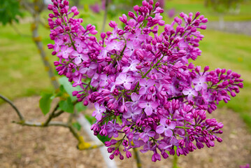 Spring, summer in nature, natural landscape. Flowering trees and shrubs. Lilac flowers and pumouri. Spring flowers in the trees, colorful flowers,