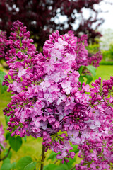 Obraz premium Spring, summer in nature, natural landscape. Flowering trees and shrubs. Lilac flowers and pumouri. Spring flowers in the trees, colorful flowers,