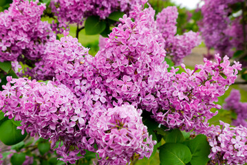 Spring, summer in nature, natural landscape. Flowering trees and shrubs. Lilac flowers and pumouri. Spring flowers in the trees, colorful flowers,