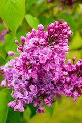 Spring, summer in nature, natural landscape. Flowering trees and shrubs. Lilac flowers and pumouri. Spring flowers in the trees, colorful flowers,