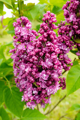 Spring, summer in nature, natural landscape. Flowering trees and shrubs. Lilac flowers and pumouri. Spring flowers in the trees, colorful flowers,