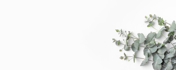 Green eucalyptus branches on a white background. Spring banner with place for text. Flat lay, top view.
