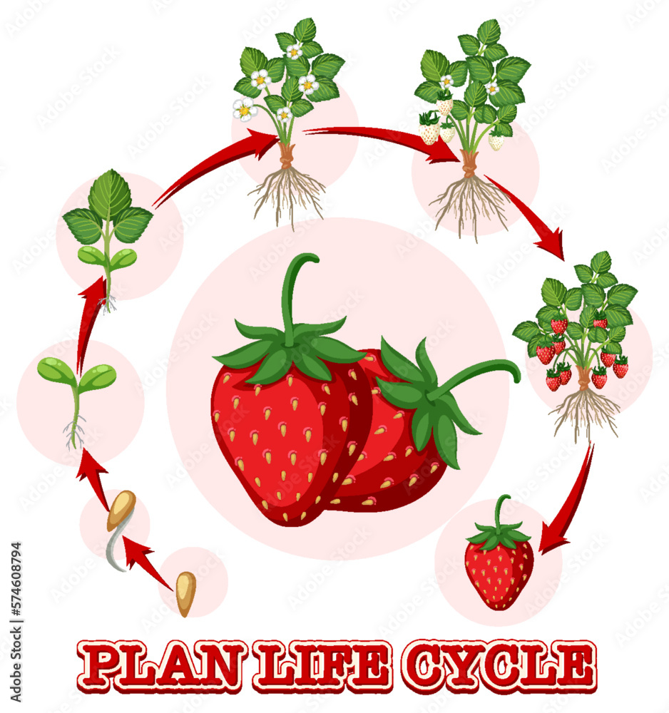 Canvas Prints life cycle of strawberry diagram