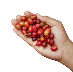 handful of cherry coffee isolated