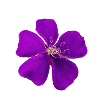 purple flower isolated on white background, Can be used for invitations, greeting, wedding card.