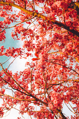 Branches of blossoming cherry on gentle light blue sky background in sunlight