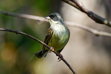 冬に公園や雑木林で見られる身近なかわいい小鳥、アオジ