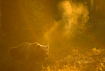 Brown bear (Ursus arctos) silhouetted at dawn. Finland. June. 