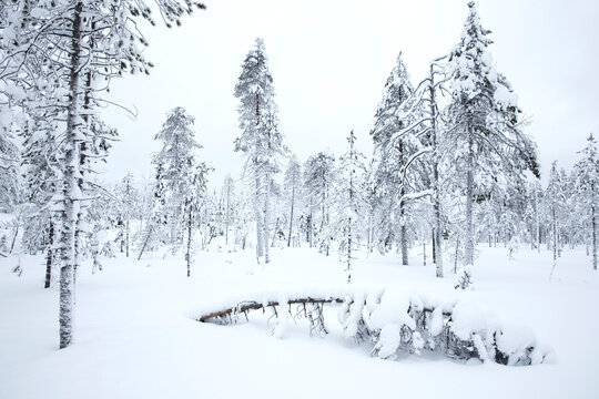 Coniferous forest in winter snow,  Utsjoki, Finland, February. 