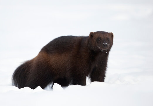 Wolverine (Gulo gulo) in the snow. Finland, March. 