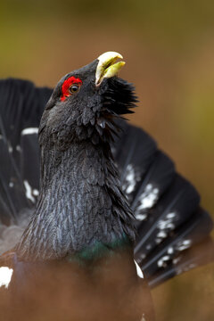 Capercaillie (Tetrao urogallus) male displaying, Finland, March. 