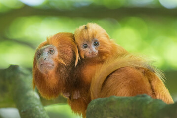 Golden lion tamarin (Leontopithecus rosalia) ; mother with baby. Captive, Endangered, from South America 