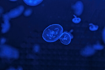 Shooting macro Jellyfish Aurelia Aurita underwater