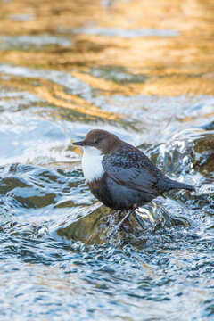 Eurasian dipper (Cinclus cinclus) in river, The Netherlands. March. 