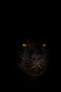 Black jaguar (Panthera onca) head portrait with eyes shining in the dark, captive, occurs in Central and South America. 