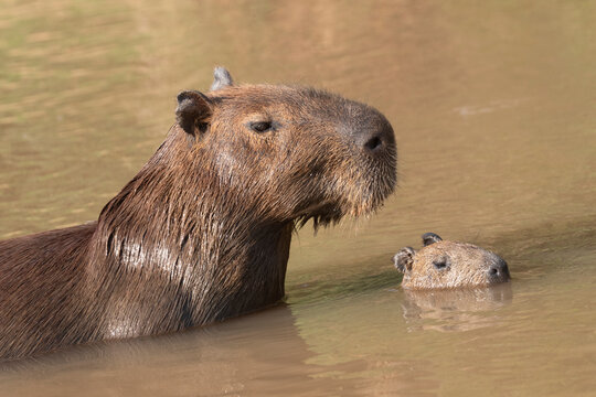 Capybara (Hydrochaeris hydrochaeris) with young in water, Pantanal, Mato Grosso, Brazil. 