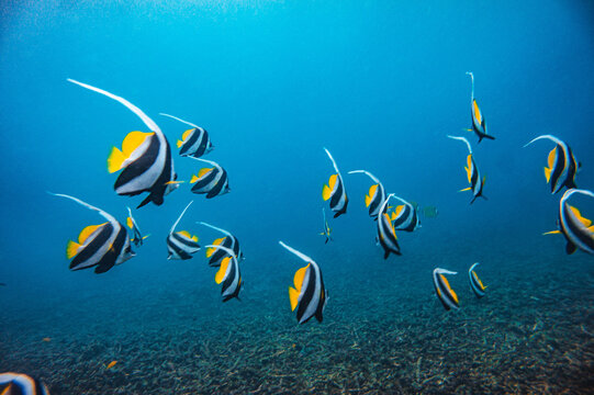 buceo