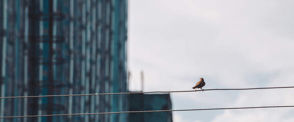 Small sparrow walks on wires. Little bird on cable in industrial area. Birdie on wire on background of building wall in bokeh. Funny winged feathered animal on cables. Bird in urban environment. - Powered by Adobe