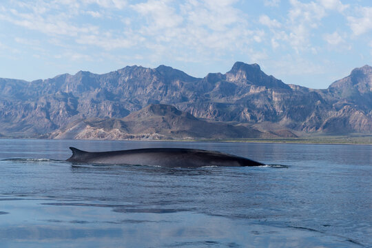 RF-Fin whale (Balaenoptera Physalus) surfacing in coastal waters, mountains in background. Loreto Bay National Marine Park, Baja California Sur, Mexico. 