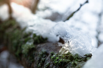 Icicles on icy branches, season of temperature changes.