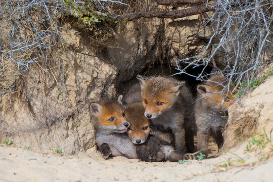 Red fox (Vulpes vulpes) cubs age five weeks in den, the Netherlands. 