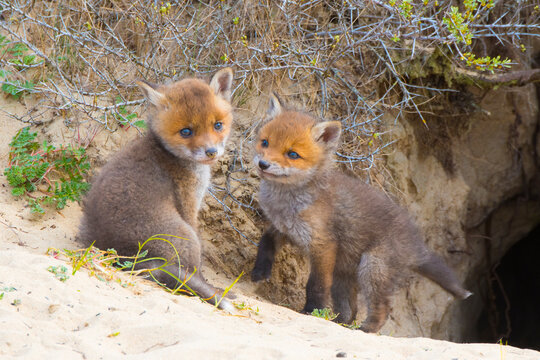 Red fox (Vulpes vulpes) cubs age five weeks, at den in sand dunes, the Netherlands. 