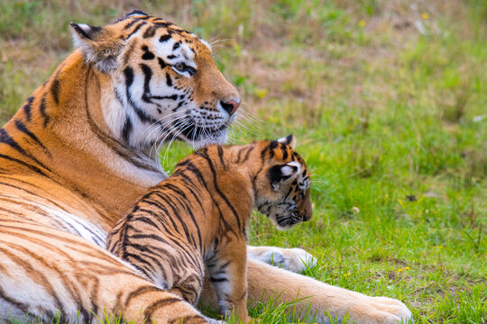 Siberian tiger (Panthera tigris altaica) female with cub age three months, captive.  