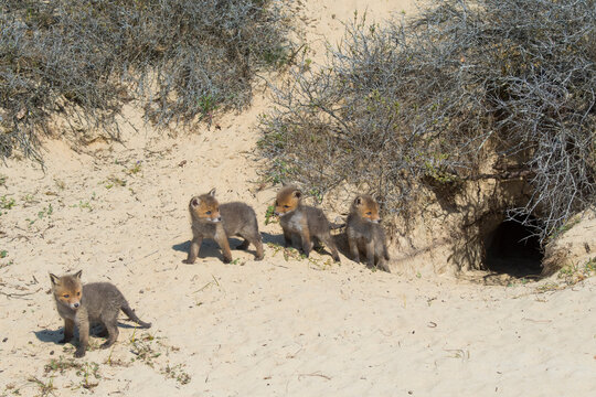 Red fox (Vulpes vulpes) cubs age five weeks, playing near den in sand dunes, Netherlands. 